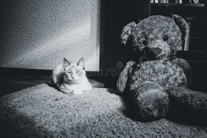 Gato branco que encontra-se em um tapete no quadrado da luz com urso de peluche e de uma biblioteca que olha o, preto e branco foto de stock Gato branco que encontra-se em um tapete no quadrado da luz com urso de peluche e de uma biblioteca que olha o, preto e branco foto de stock