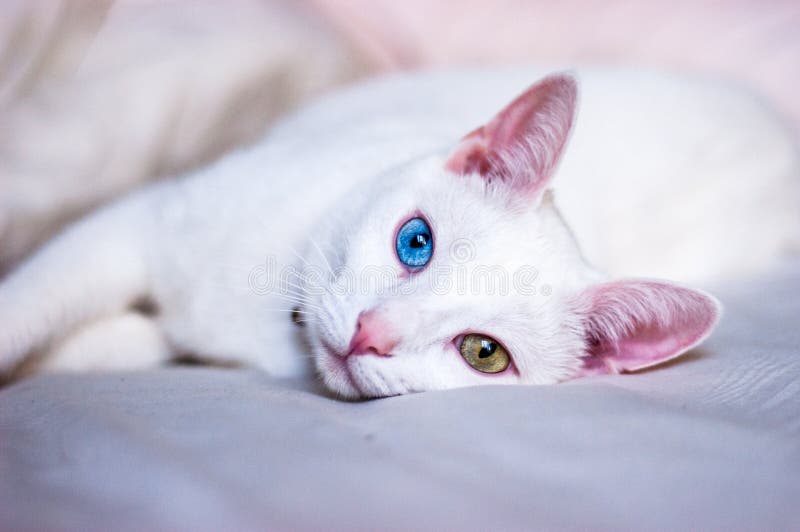 Fofinho gatinho branco com orelhas pretas está aninhado em uma cama branca  enquanto tenta dormir. gato de estimação isolado