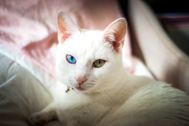 Fofinho gatinho branco com orelhas pretas está aninhado em uma cama branca  enquanto tenta dormir. gato de estimação isolado
