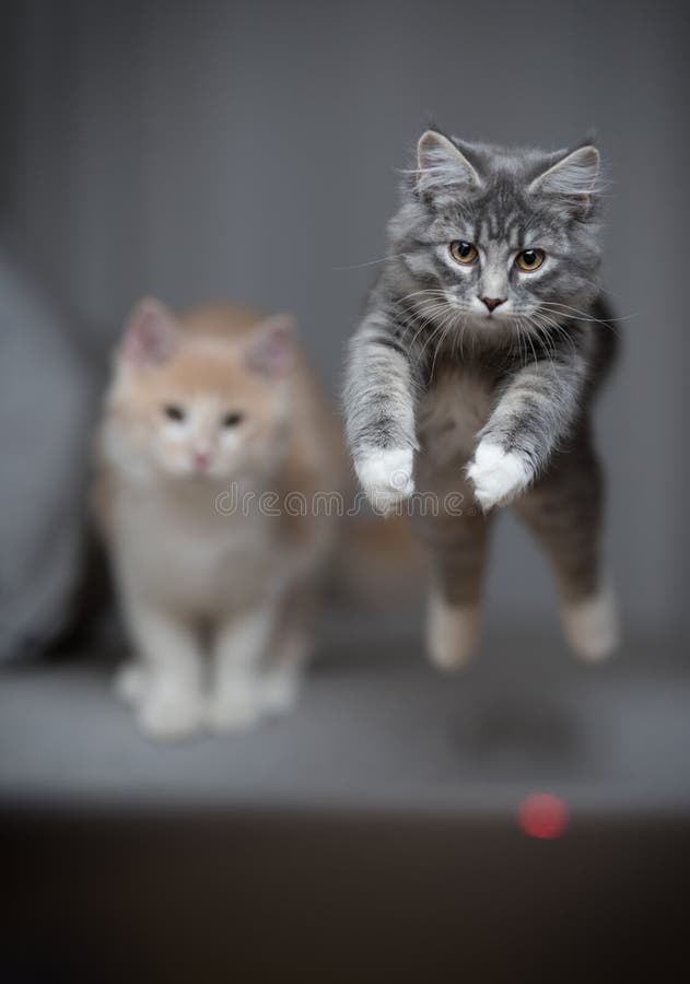 Jogo Do Gato O Gatinho Macio Engraçado Está Em Seus Pés Traseiros E Os Jogos  Com Um Gato De Suspensão Brincam Na Janela Imagem de Stock - Imagem de  animais, felino: 120218195