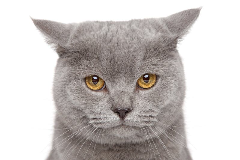 Portrait of sad British Shorthair cat on a white background. Portrait of sad British Shorthair cat on a white background