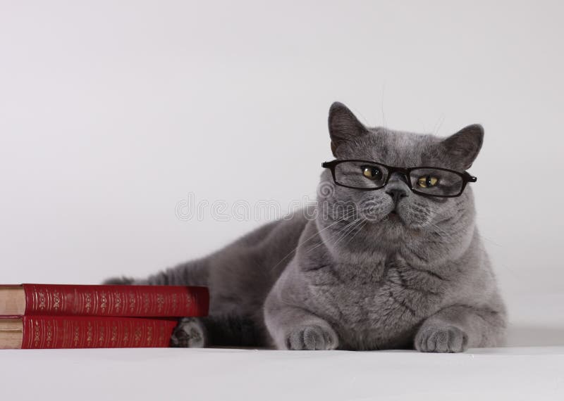 Gato britânico de Shorthair com livros fotografia de stock royalty free Gato britânico de Shorthair com livros fotografia de stock royalty free