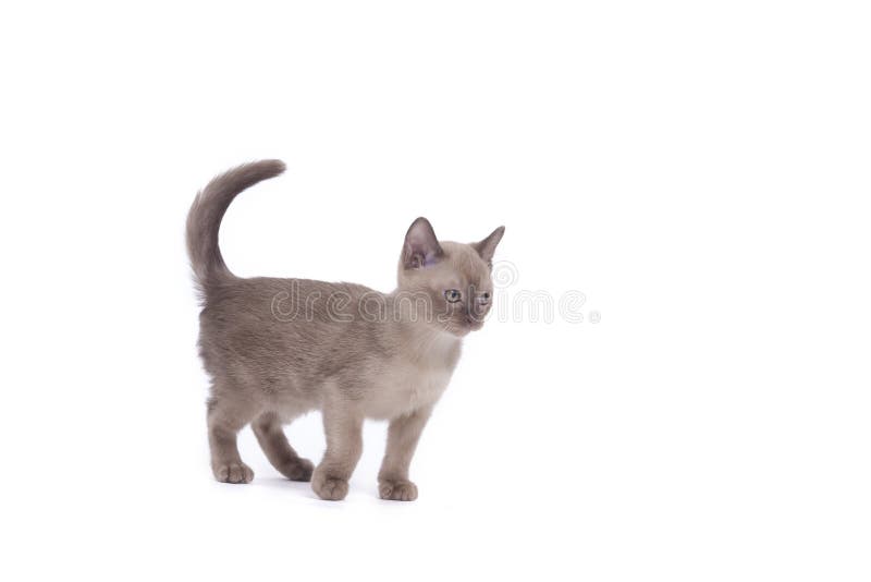 Gato Burmese fotos de stock Gato Burmese fotos de stock