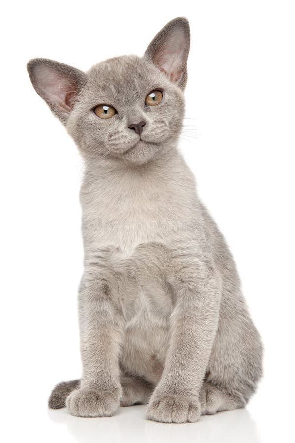 rodar obtener Abastecer Gato Burmese En El Fondo Blanco Imagen de archivo - Imagen de blanco, gato:  85654775