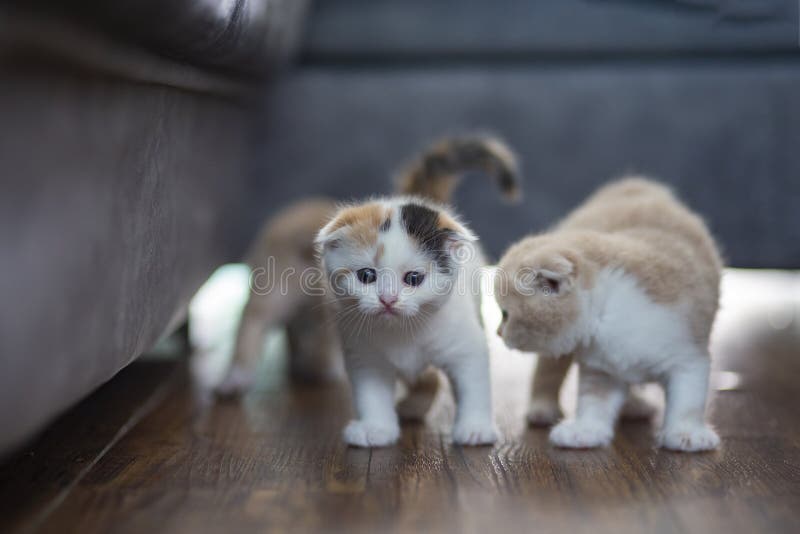 Gato Branco Com Gato a Lamber Lábios à Espera De Comida. Gatinho Escocês  Dobrado Olhando Algo No Fundo Branco Três Foto de Stock - Imagem de bacia,  cuidado: 268080968