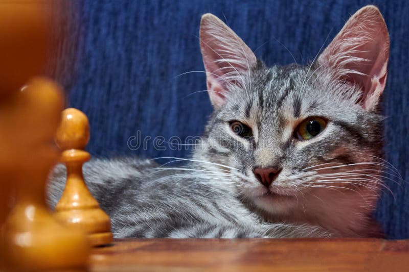 Gatinho Vermelho Brincando Com Sua Mãe. Gato Tricolor Na Rua Mexendo Com  Seu Filho. Jogos De Gatos No Verão Na Grama Verde Foto de Stock - Imagem de  curioso, grama: 201395420