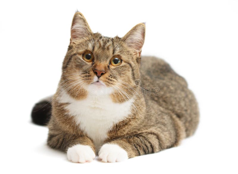 Gato cinzento Gato cinzento