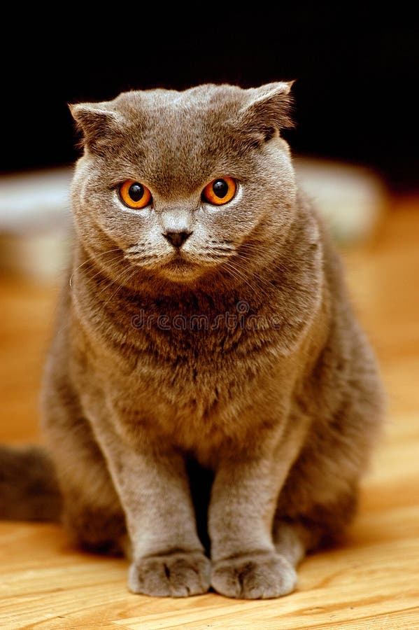 Gato Irritado Com Boca Aberta Foto de Stock Imagem de