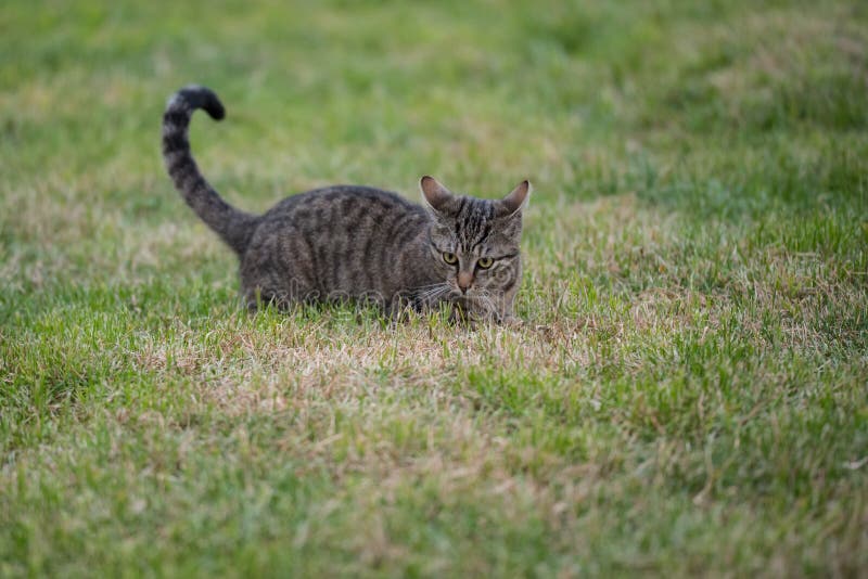 Gato cinzento brincalhão bonito com pele listrada foto de stock royalty free