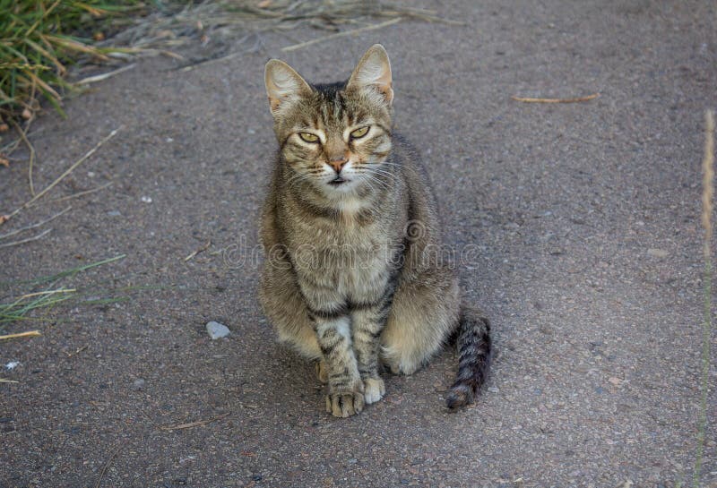 Gato cinzento desabrigado que senta-se no pavimento fotos de stock Gato cinzento desabrigado que senta-se no pavimento fotos de stock