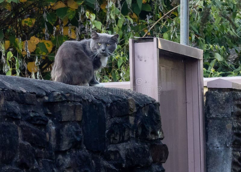 Gato pixel sentado no chão com um olho verde generativo ai