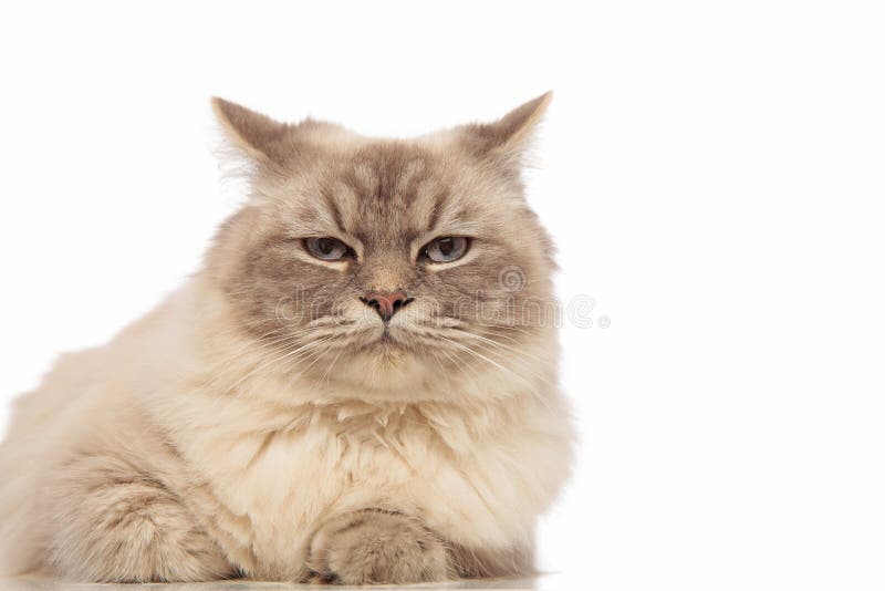 Gato cinzento furado engraçado com encontro dos olhos azuis imagem de stock royalty free Gato cinzento furado engraçado com encontro dos olhos azuis imagem de stock royalty free