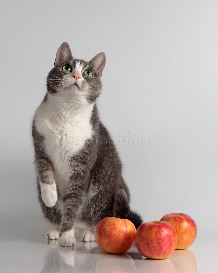 Gato mágico imagem de stock. Imagem de pelaria, maca, pequeno