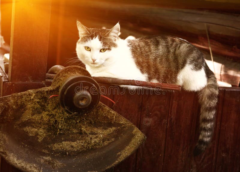 Gato colocado no patamar de madeira da casa de campo fotos de stock Gato colocado no patamar de madeira da casa de campo fotos de stock