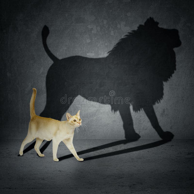 Gato com sombra do leão