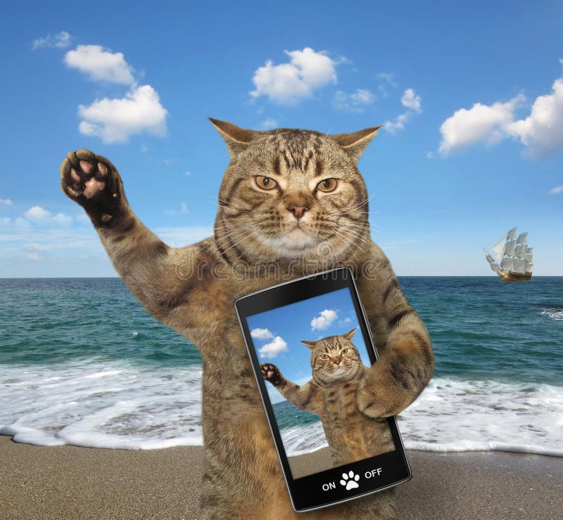 Gato com um telefone celular fotos de stock Gato com um telefone celular fotos de stock