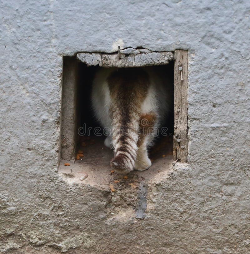 Um Gatinho De Macaco Listrado Brinca Com Um Travesseiro De Laranja Com Um  Buraco No Meio. Imagem de Stock - Imagem de pata, cinzento: 216670811