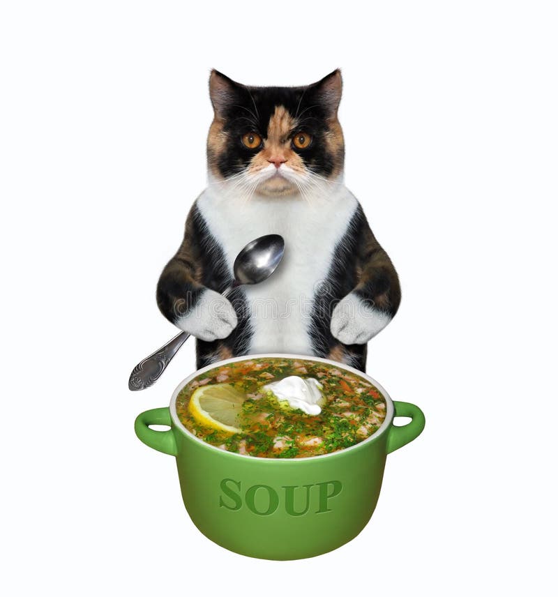 Gato comiendo sopa fresca foto de archivo. Imagen de coma - 183200612
