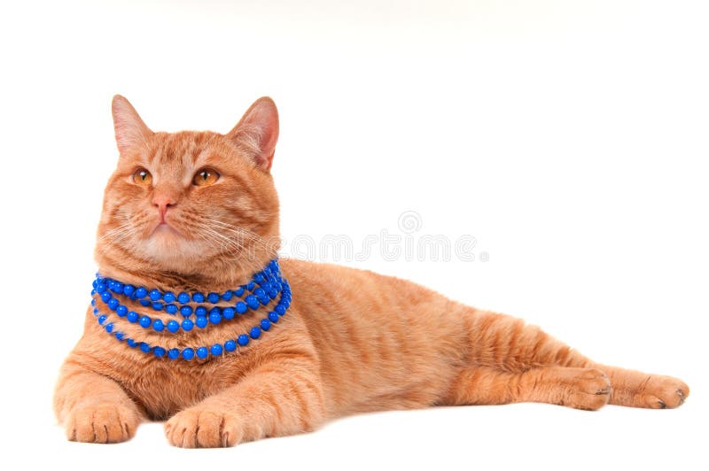 Gato con el collar fotografía de archivo Gato con el collar fotografía de archivo