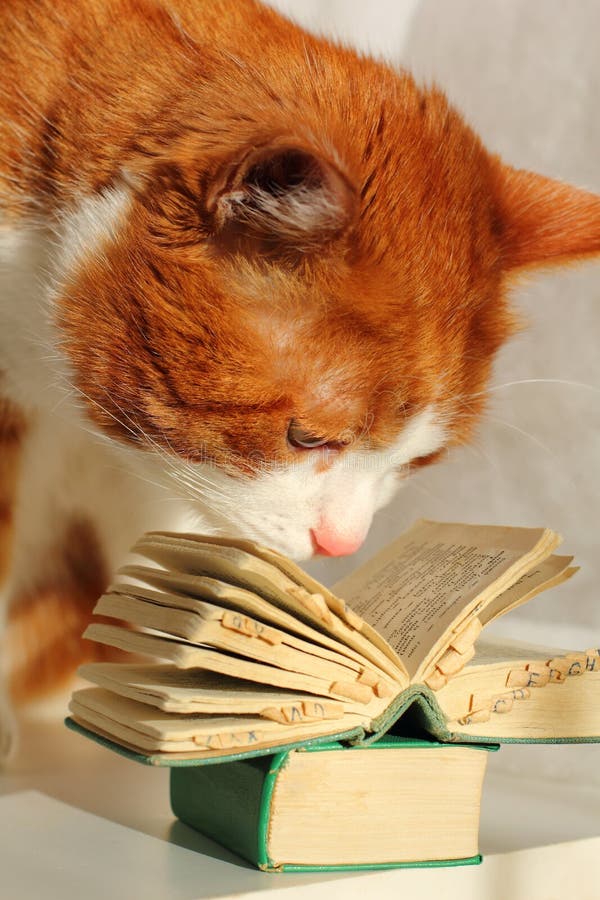 Gato con el libro imágenes de archivo libres de regalías Gato con el libro imágenes de archivo libres de regalías