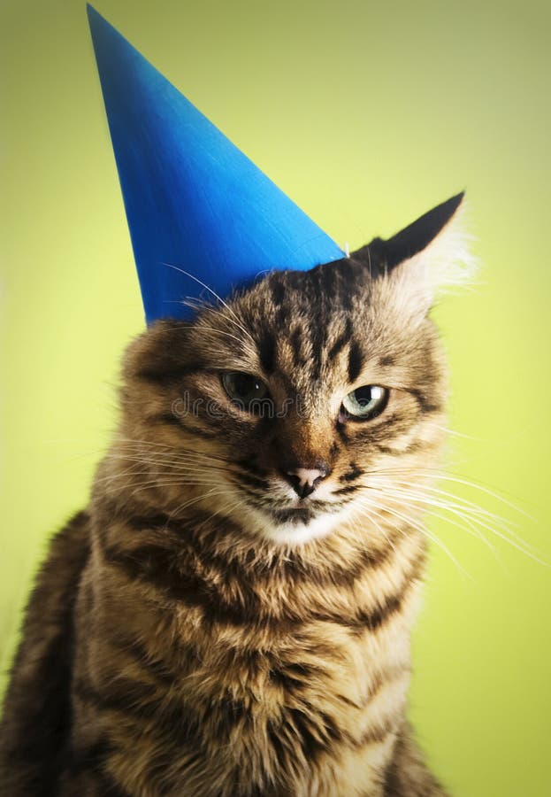 Gato con el sombrero del partido foto de archivo Gato con el sombrero del partido foto de archivo