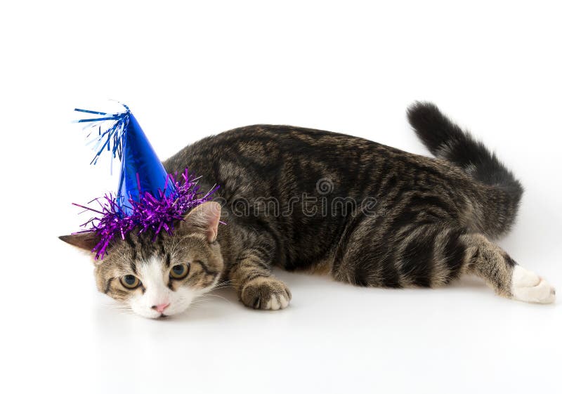 gato con el sombrero del partido imágenes de archivo libres de regalías gato con el sombrero del partido imágenes de archivo libres de regalías
