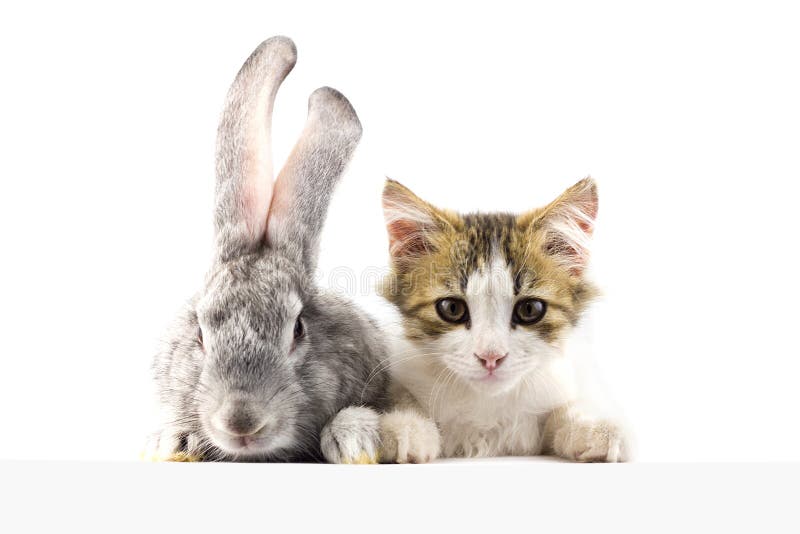 Gato con una mirada del conejo en la bandera Un grupo de animales domésticos sobre una bandera vacía fotografía de archivo Gato con una mirada del conejo en la bandera Un grupo de animales domésticos sobre una bandera vacía fotografía de archivo