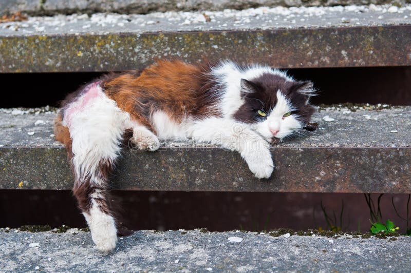 Gato con una pata enferma imagenes de archivo Gato con una pata enferma imagenes de archivo