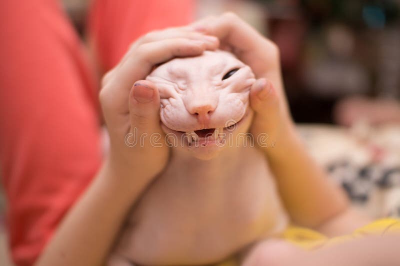 Adolescente Bonito Da Menina 10-11 Anos Que Guardam Um Gato Foto de Stock -  Imagem de longo, povos: 72766462