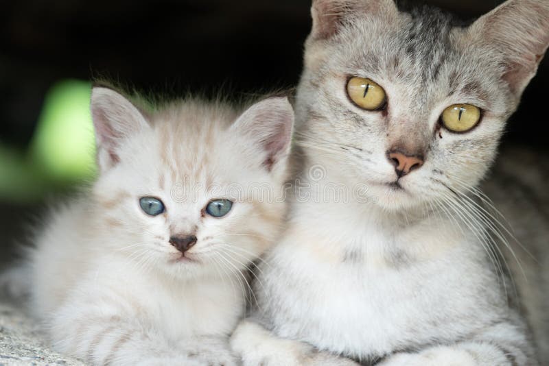 Gatinho Alienígena Com Três Olhos Cinza Imagem de Stock - Imagem