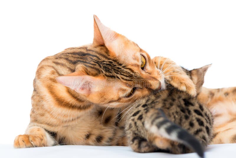 Gato da mãe que lambe seu gatinho pequeno imagens de stock Gato da mãe que lambe seu gatinho pequeno imagens de stock