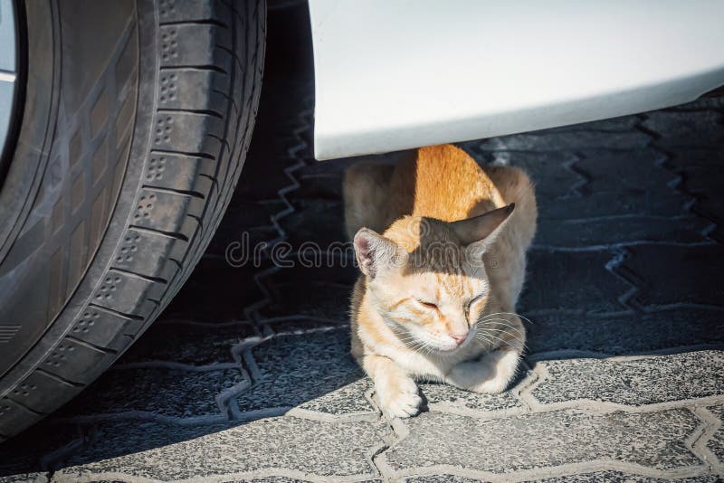 Gato de gato atigrado rojo sin hogar que miente cerca de la rueda debajo del coche en una calle de la ciudad imágenes de archivo libres de regalías Gato de gato atigrado rojo sin hogar que miente cerca de la rueda debajo del coche en una calle de la ciudad imágenes de archivo libres de regalías