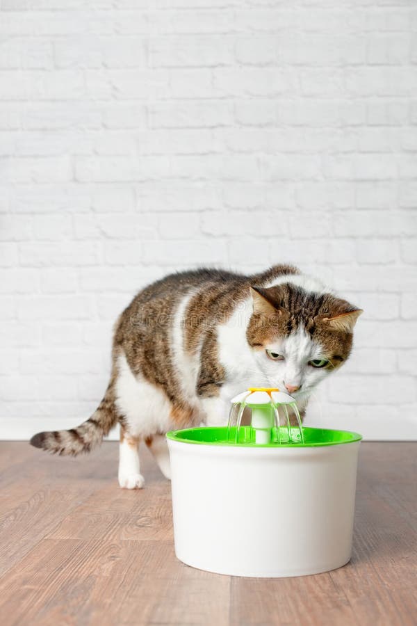 Gato de gato atigrado sediento que parece curioso a una fuente de consumición del animal doméstico Imagen vertical con el espacio imagen de archivo Gato de gato atigrado sediento que parece curioso a una fuente de consumición del animal doméstico Imagen vertical con el espacio imagen de archivo
