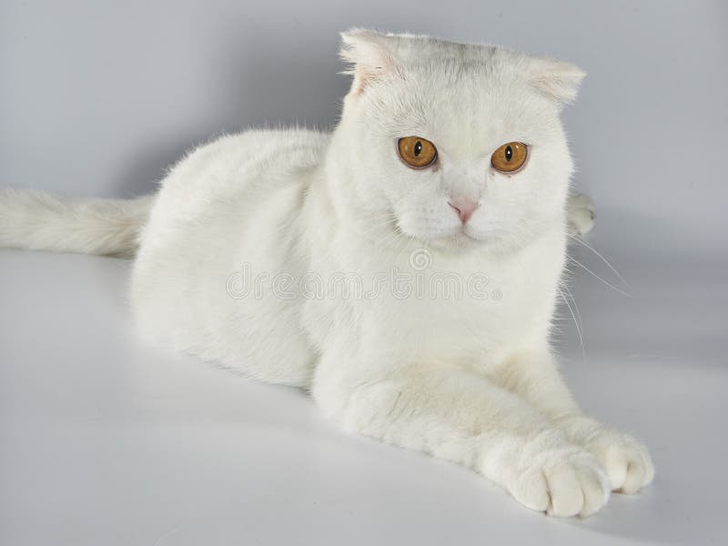 Gato de cabelo curto branco-branco-bonito, gato-do-mato-pequeno fotos de stock royalty free Gato de cabelo curto branco-branco-bonito, gato-do-mato-pequeno fotos de stock royalty free