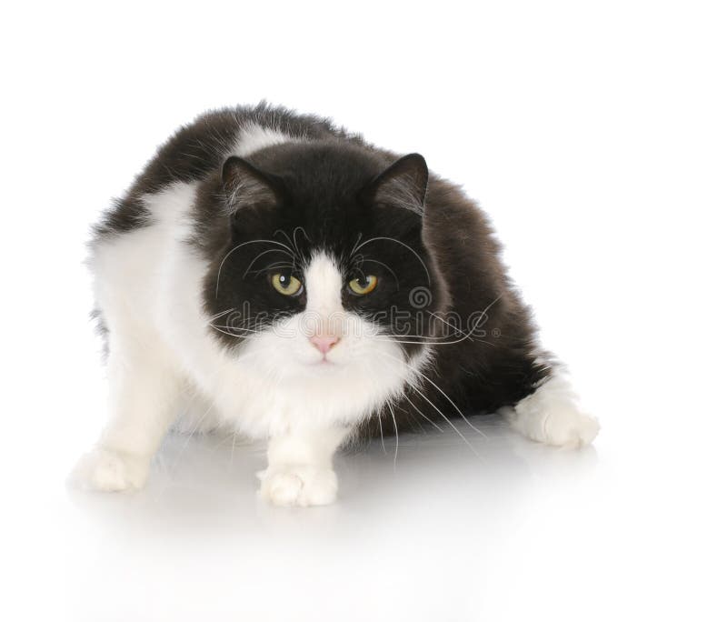 Gato de cabelos compridos imagem de stock royalty free