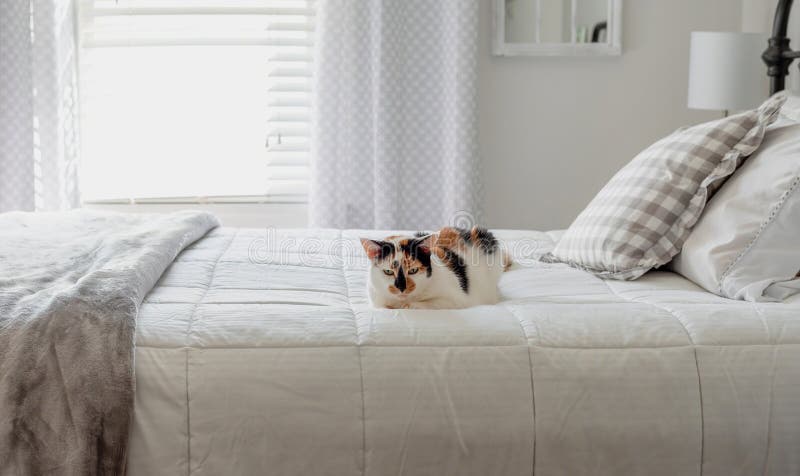 Gato de calicó que pone en la cama blanca fotografía de archivo libre de regalías Gato de calicó que pone en la cama blanca fotografía de archivo libre de regalías