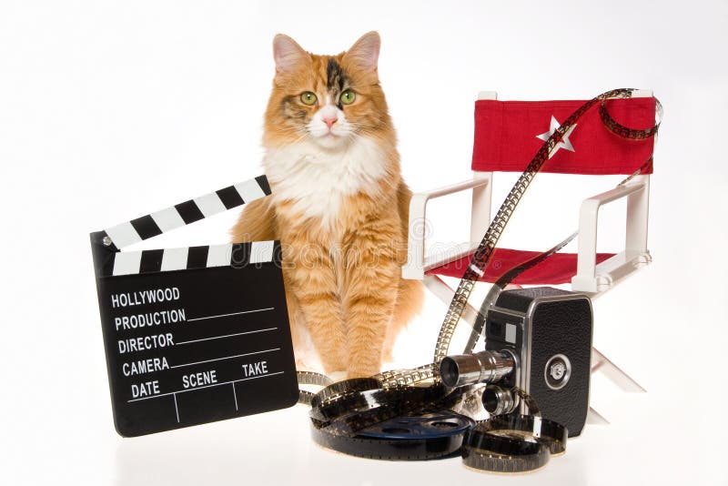 Gato de chita com os suportes do filme no fundo branco fotos de stock royalty free Gato de chita com os suportes do filme no fundo branco fotos de stock royalty free