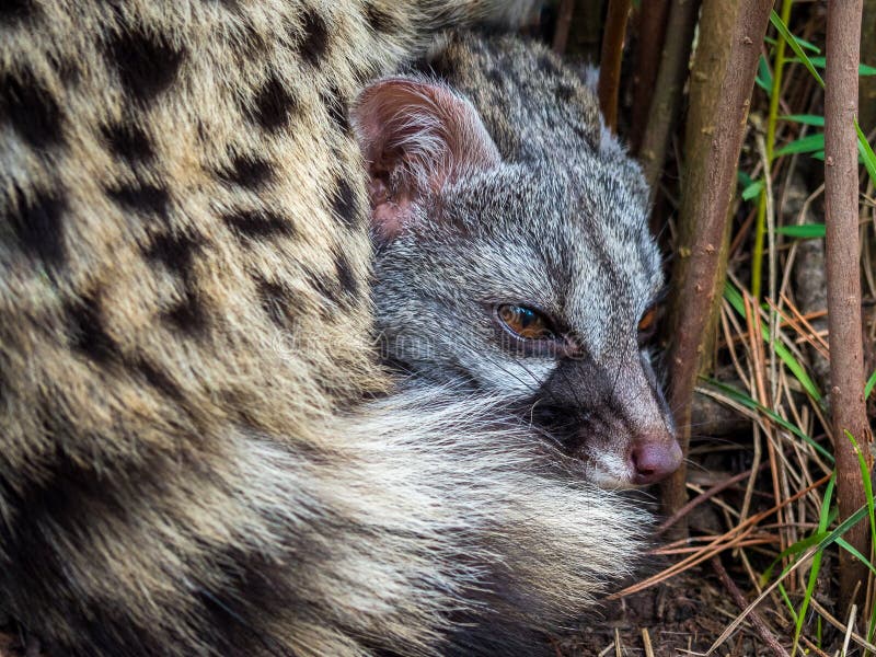 Gato de civeta que miente abajo ocultado en los arbustos fotografía de archivo Gato de civeta que miente abajo ocultado en los arbustos fotografía de archivo