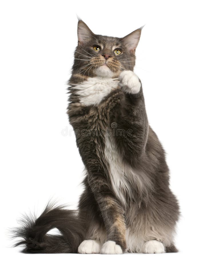 Gato de Coon de Maine, 11 meses velho, sentando-se foto de stock Gato de Coon de Maine, 11 meses velho, sentando-se foto de stock