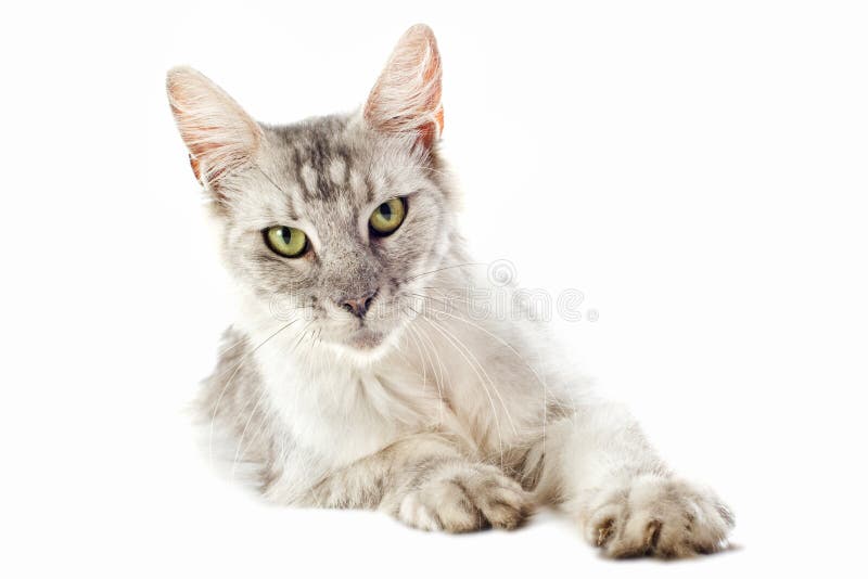 Gato de coon de Maine imagens de stock Gato de coon de Maine imagens de stock