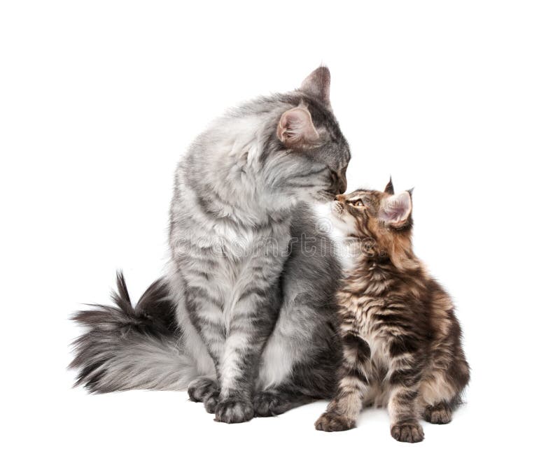 Dois Gatinhos De Jogo Do Gato De Maine Coon Que Sentam-se Acima, Um Nas  Patas Traseiros, Outra Com a Uma Pata No Ar E Colando a L Imagem de Stock -  Imagem