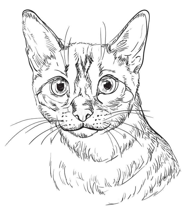 Retrato Colorido De Um Gato. Fundo De Estimação Em Branco. Desenho De Mão  Realista Ilustração Stock - Ilustração de animal, isolado: 210970886