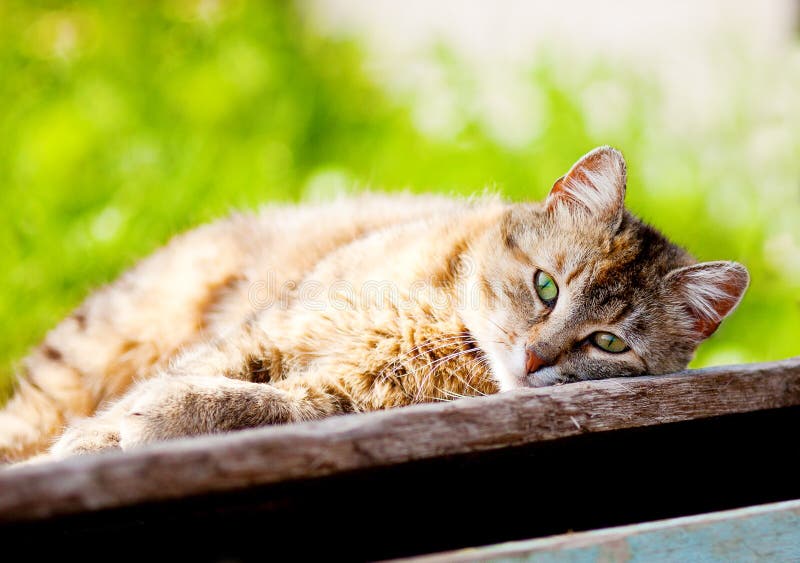 Gato de gato atigrado joven que toma el sol en el sol imagenes de archivo Gato de gato atigrado joven que toma el sol en el sol imagenes de archivo