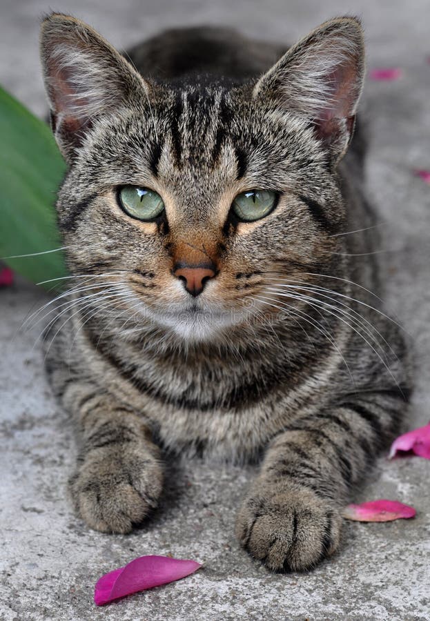 Gato de gato malhado foto de