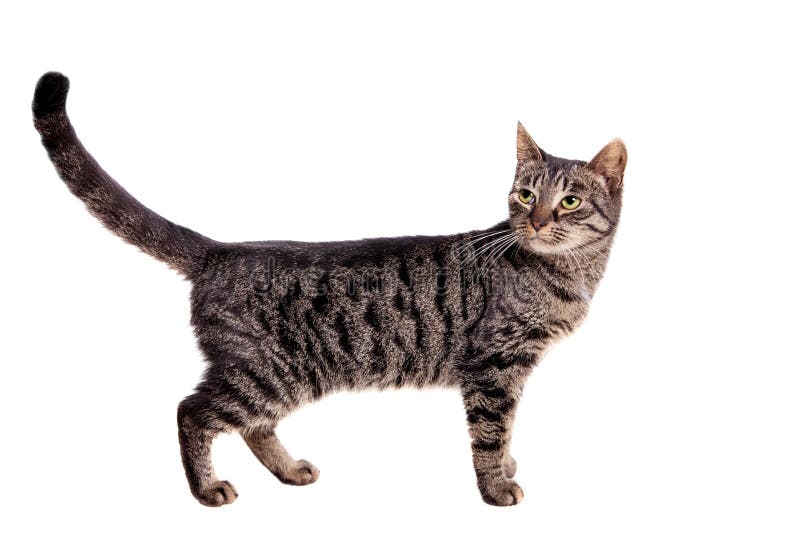 Jogos Macios Pequenos De Maine Coon Do Gatinho Foto de Stock - Imagem de  gato, cabelo: 85355236