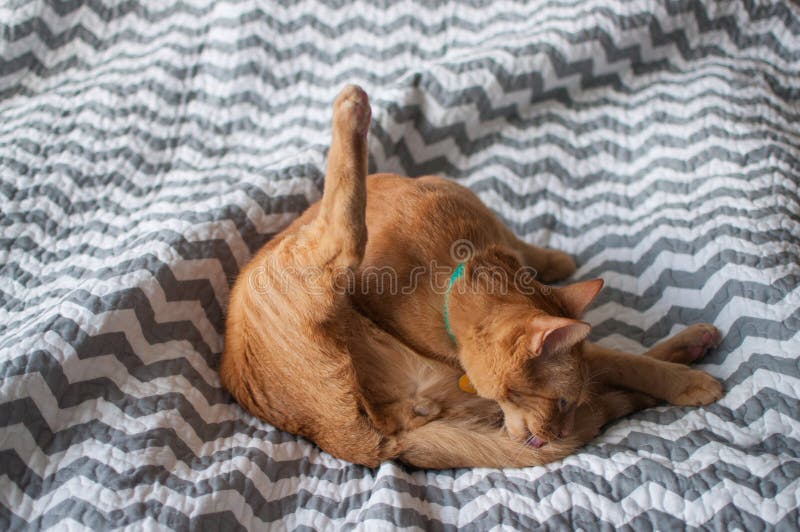 Gato de gato malhado alaranjado gordo que prepara na luz natural foto de stock Gato de gato malhado alaranjado gordo que prepara na luz natural foto de stock