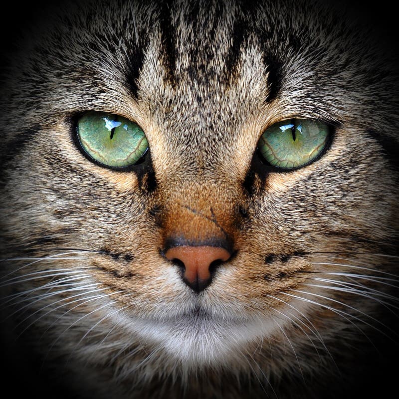 Gato de gato malhado cinzento adulto bonito fotografia de stock royalty free Gato de gato malhado cinzento adulto bonito fotografia de stock royalty free