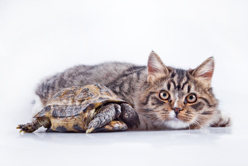 Corte O Jogo Do Gatinho Do Bebê Imagem de Stock - Imagem de fofofo