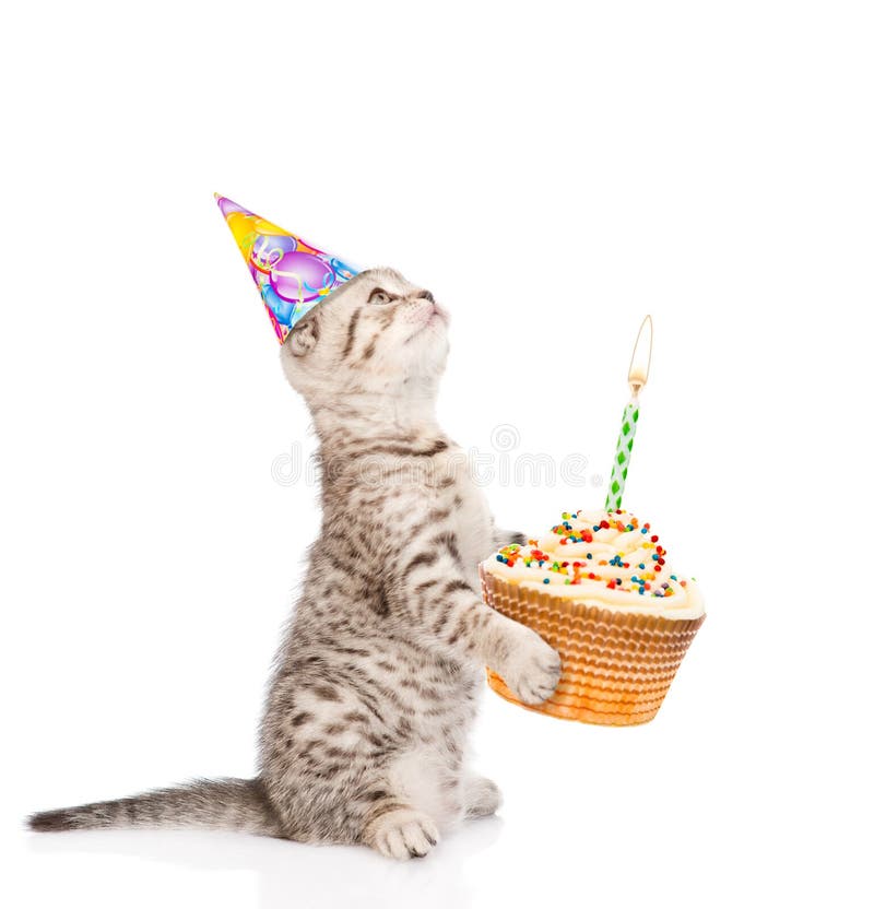 Gato de gato malhado no bolo da terra arrendada do chapéu do aniversário com velas isolado sobre foto de stock royalty free Gato de gato malhado no bolo da terra arrendada do chapéu do aniversário com velas isolado sobre foto de stock royalty free