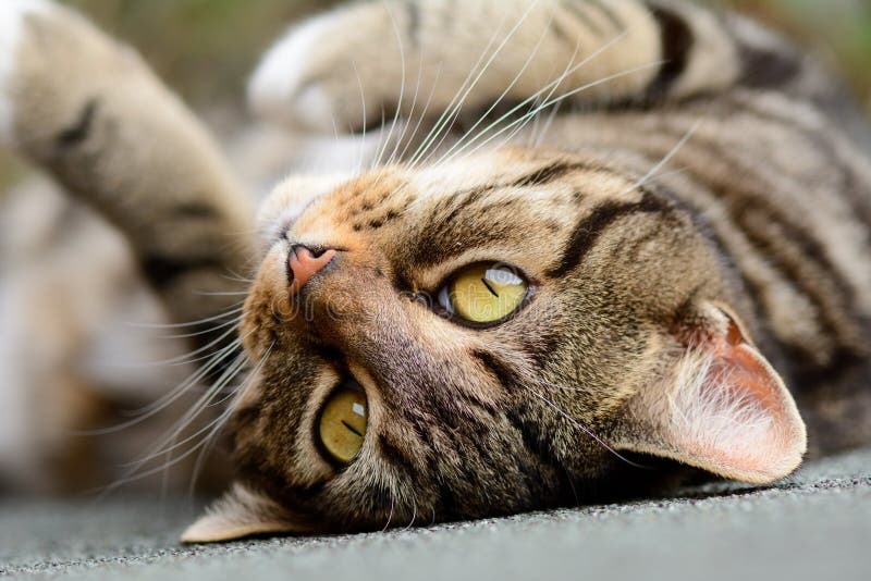 Gato De Gato Malhado No Telhado De Vertente Foto De Stock Imagem De Calor Stripey